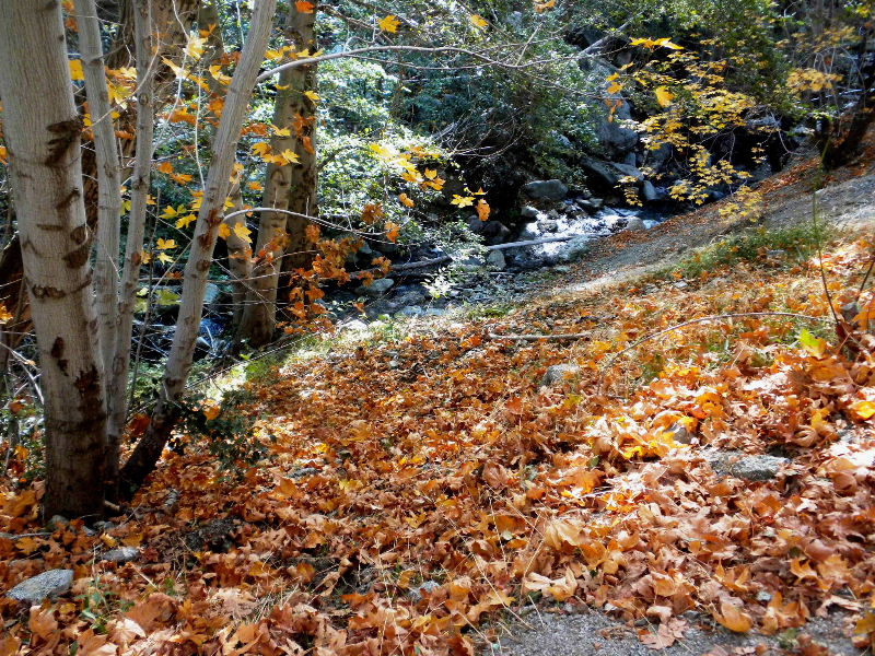 Timber101710 130.jpg